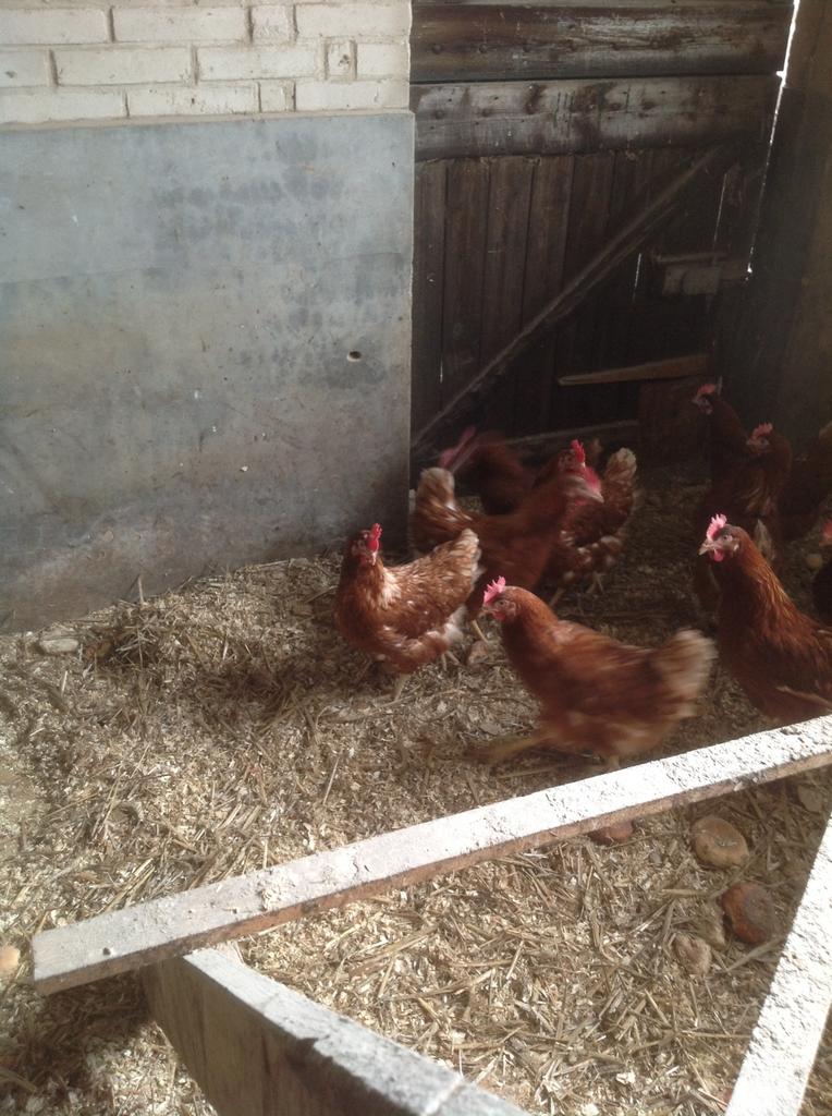 Legkippen, Dieren en Toebehoren, Pluimvee, Kip, Vrouwelijk