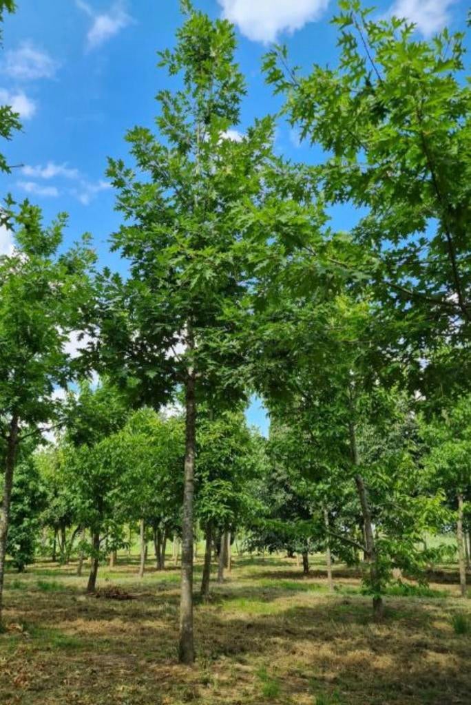 Bomen gezocht: Beuk, Berk, Eik, Lijsterbes etc., Tuin en Terras, Planten | Bomen, Overige soorten, 250 tot 400 cm, Volle zon, Ophalen