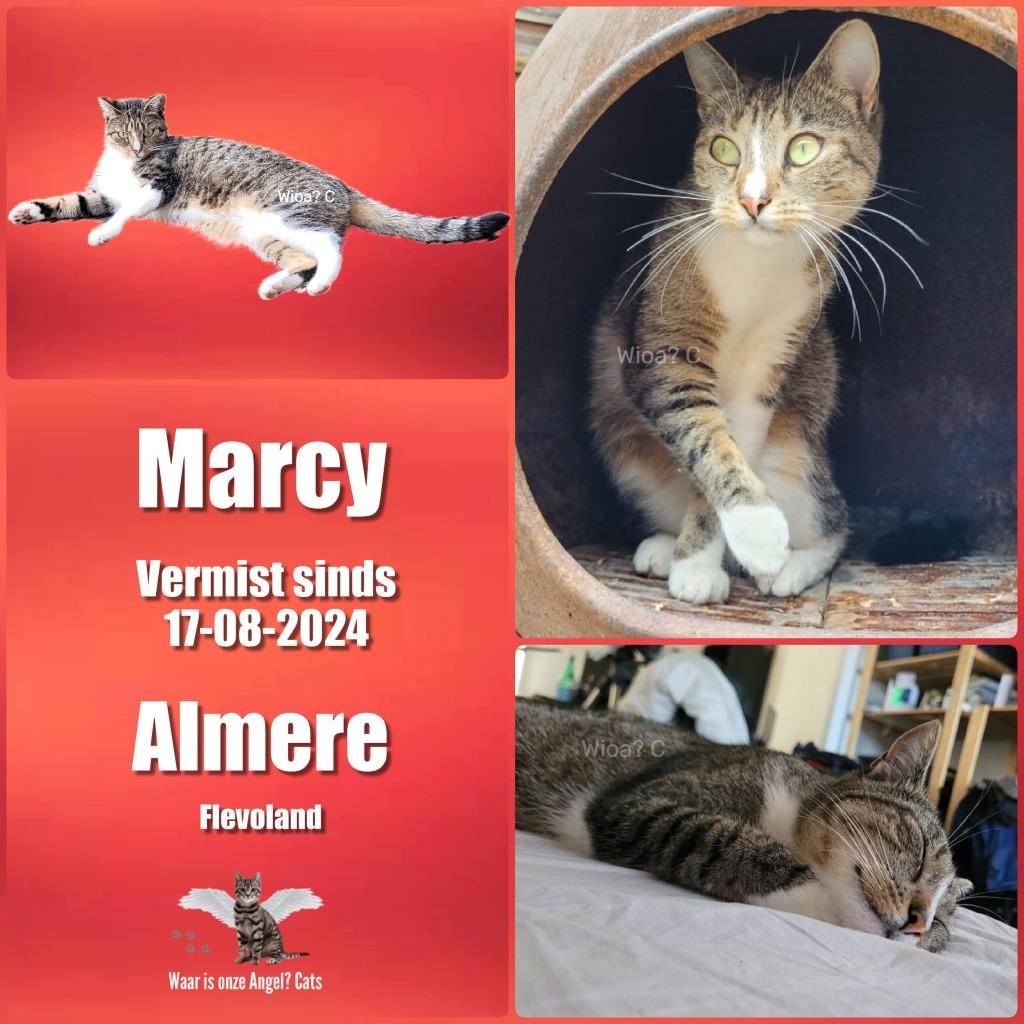 Kat vermist! Marcy 2j.oud  Tussen de Vaarten Almere, Dieren en Toebehoren, Katten en Kittens | Raskatten | Korthaar, Poes, Gechipt