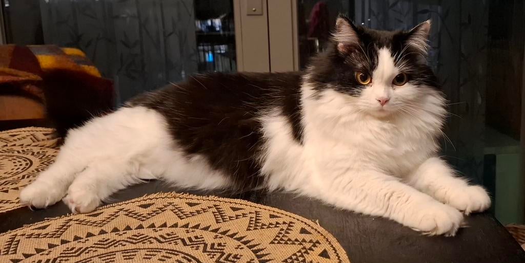 Nestje Siberische Neva Masquerade Hypoallergeen, Meerdere dieren, Ontwormd, 0 tot 2 jaar