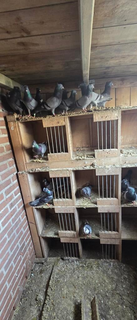 Duiven Servische hoogvliegers, Meerdere dieren, Postduif