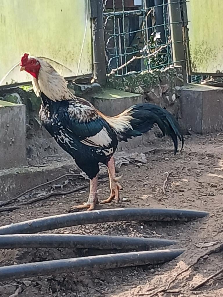 2 kippen, Ophalen of Verzenden, Drinken en Voederen