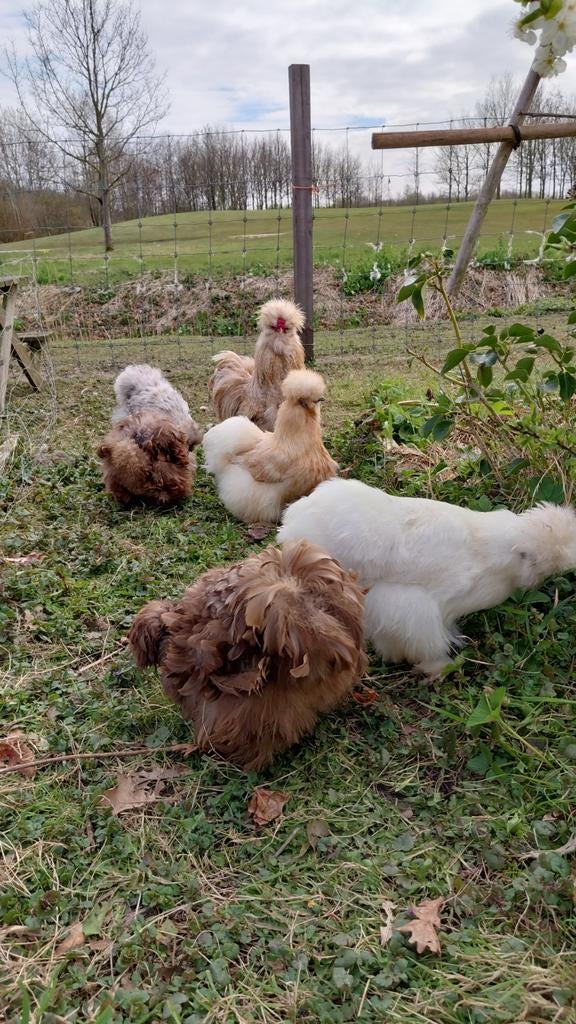 Broedeieren USA zijdehoen krul-frizzle-glad-zijde, Geslacht onbekend, Kip