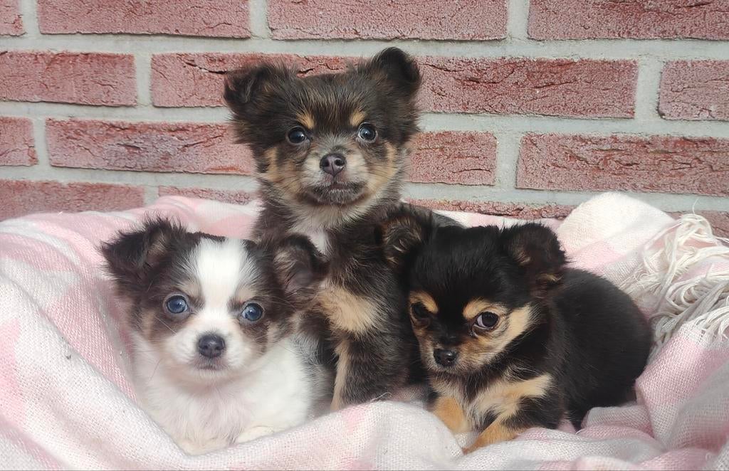 Minie Boomer pups chihuahua mix, Dieren en Toebehoren, Parvo, Nederland, Overige rassen, 8 tot 15 weken
