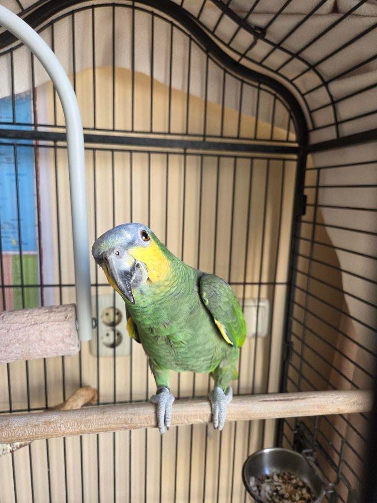 Amazone Papagaai, Mannelijk, Papegaai