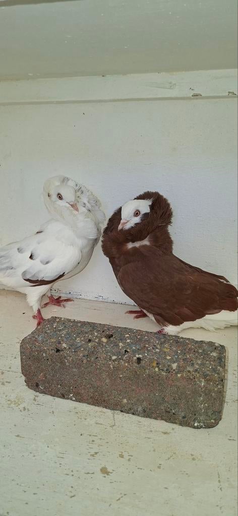 Te koop sierduiven Oudhollands kapucijnen duiven, Meerdere dieren, Overige soorten