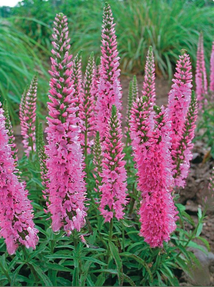 Veronica spicata 'Rotfuchs' (Aar-ereprijs) vaste plant, Tuin en Terras, Planten | Tuinplanten, Ophalen, Overige soorten, Volle zon