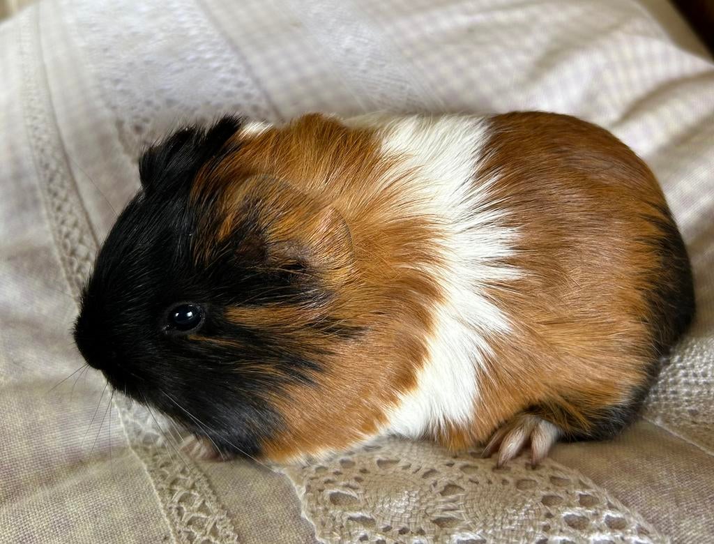 Jong cavia vrouwtje borstelmixje, Maart, Vrouwelijk, Cavia