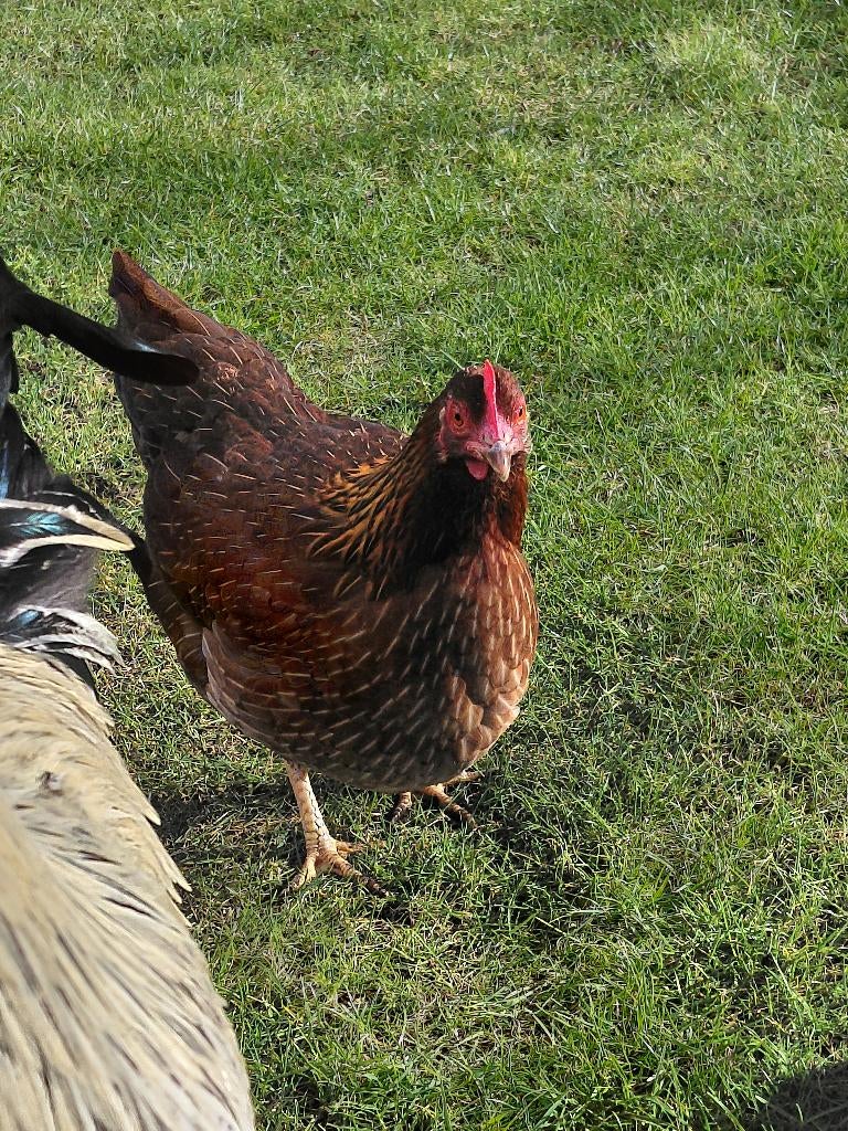 Welsumer kriel, Vrouwelijk, Kip