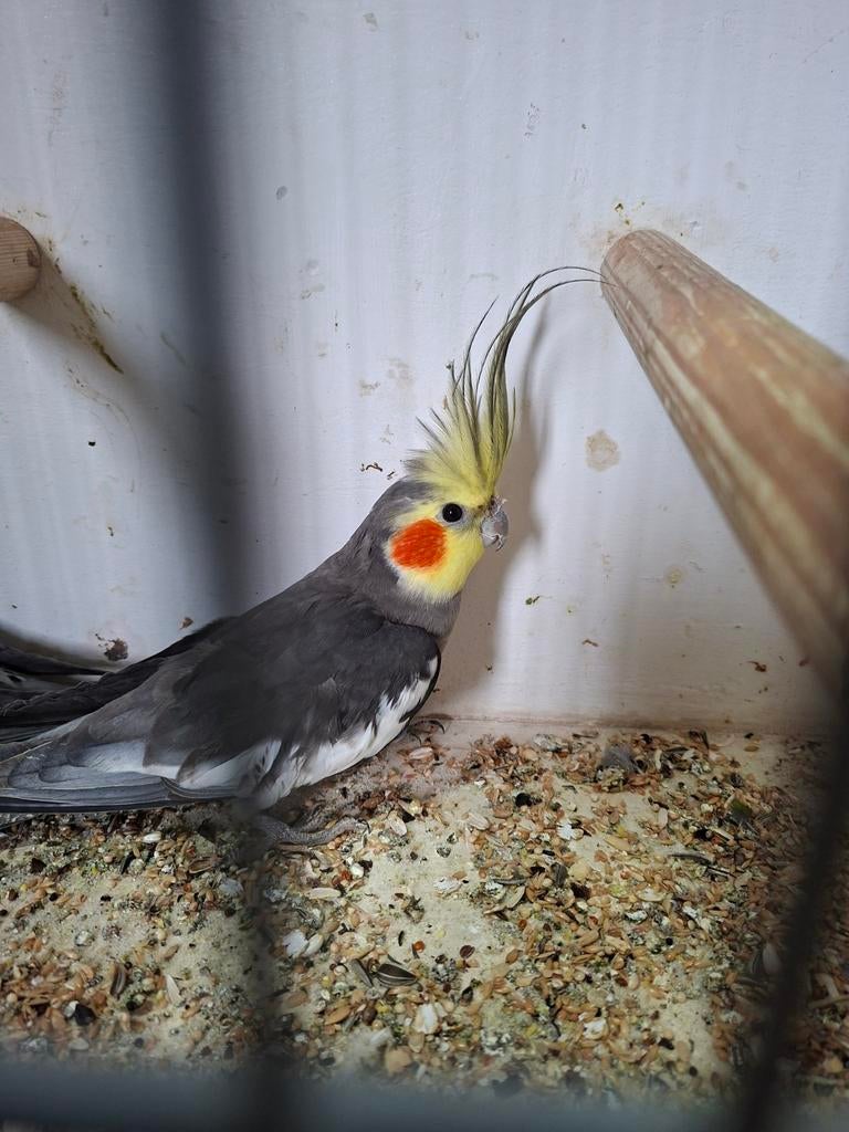 Mooie tt waardige valkparkiet mannen, Mannelijk, Parkiet, Geringd