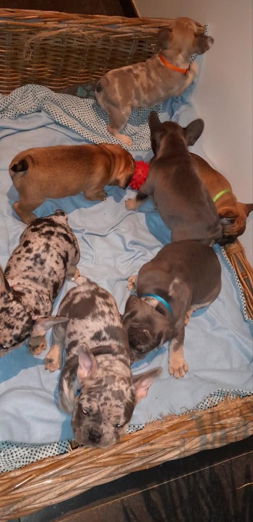 Fransebulldog pups Franse bulldog, Parvo, 8 tot 15 weken, Bulldog, Meerdere