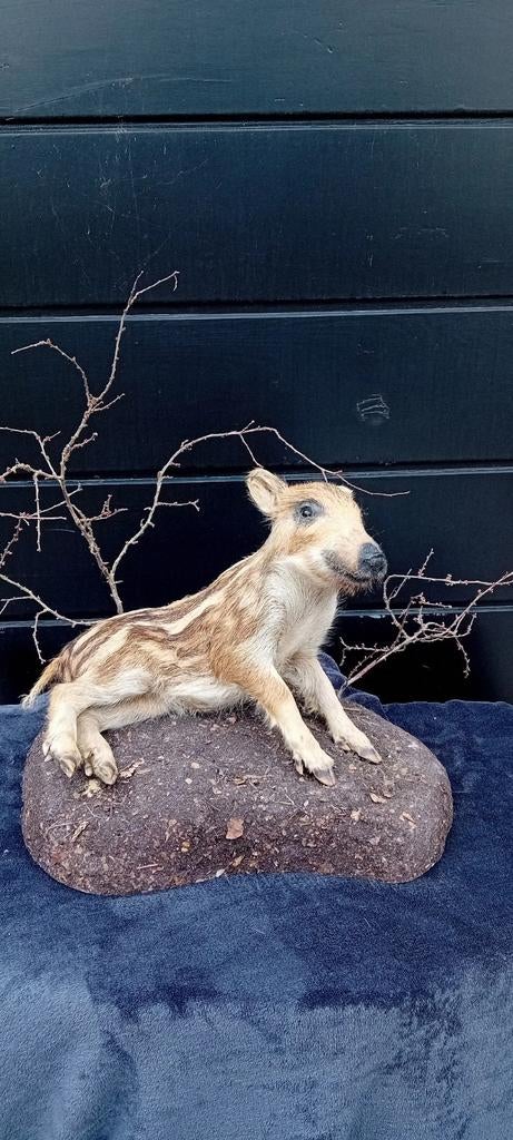 Opgezet jong zwijntje frishling NIEUW, Verzamelen, Dierenverzamelingen, Ophalen of Verzenden, Nieuw, Wild dier, Opgezet dier