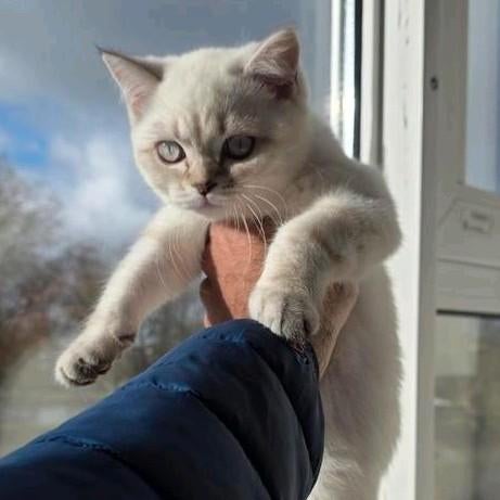 Britse korte haarkat, Kater