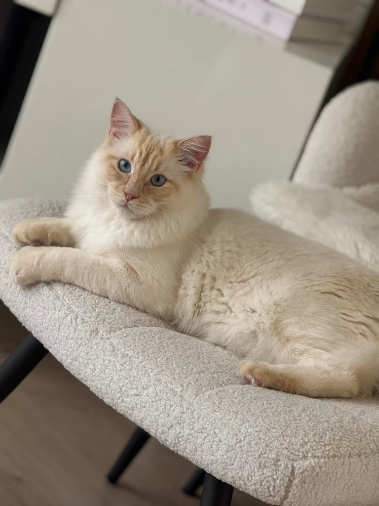 Kat (ragdoll )10 mnd, Kater