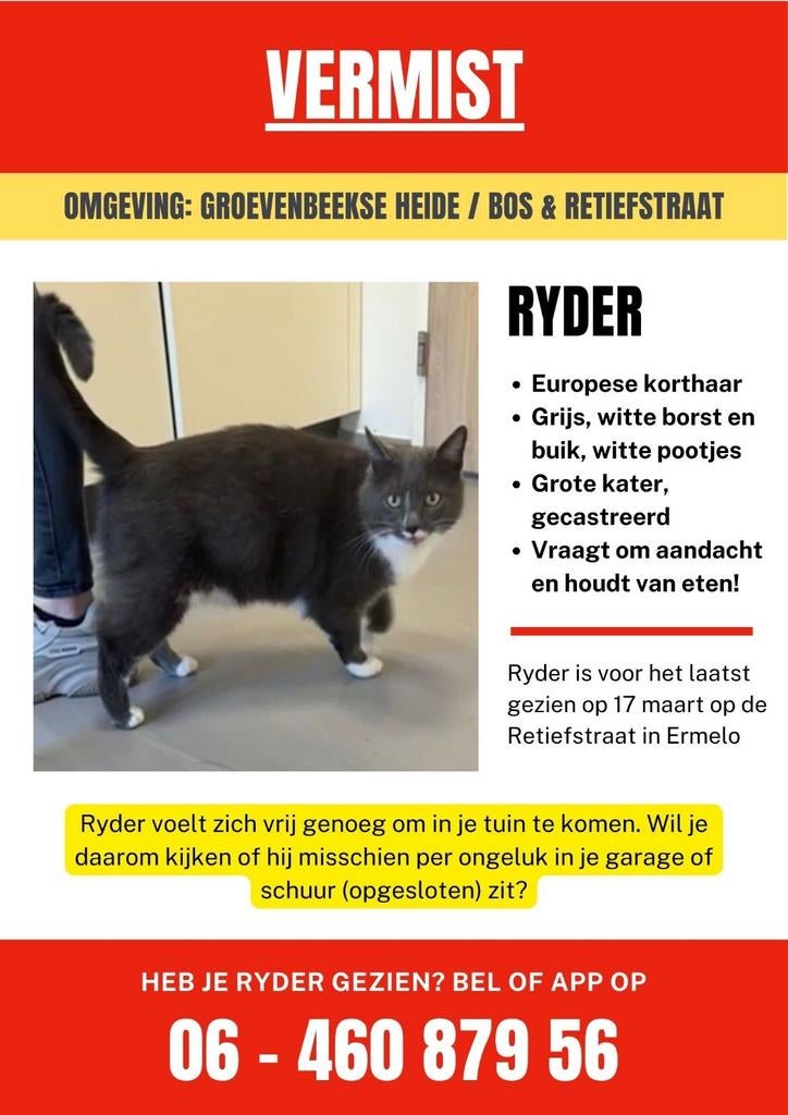 Kat Vermist - Kater Ryder - omgeving Groevenbeekse heide, Dieren en Toebehoren, Vermiste en Gevonden Dieren