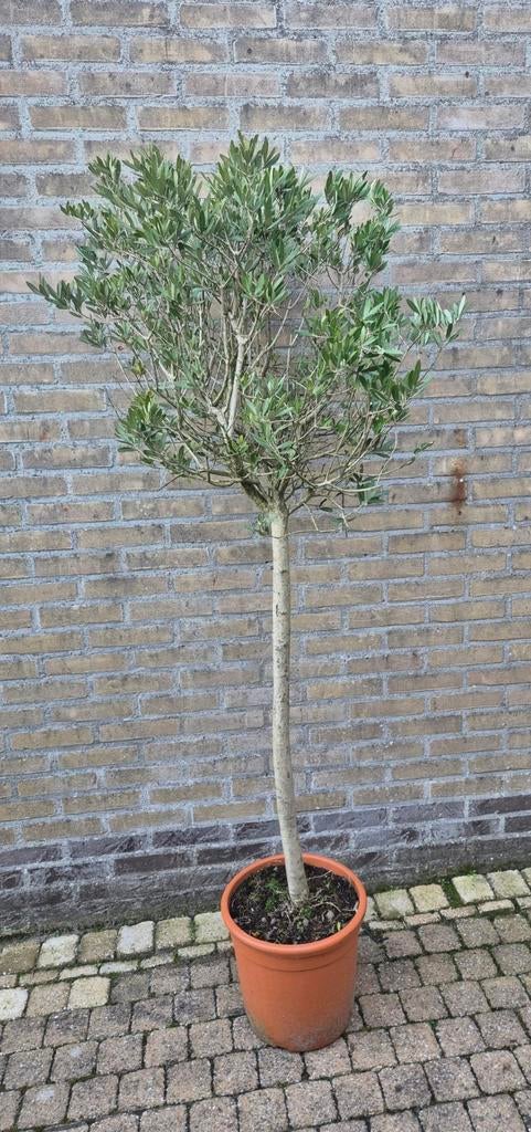 Olijfboom 185cm, Bloeit niet, 100 tot 250 cm, Olijfboom, Ophalen