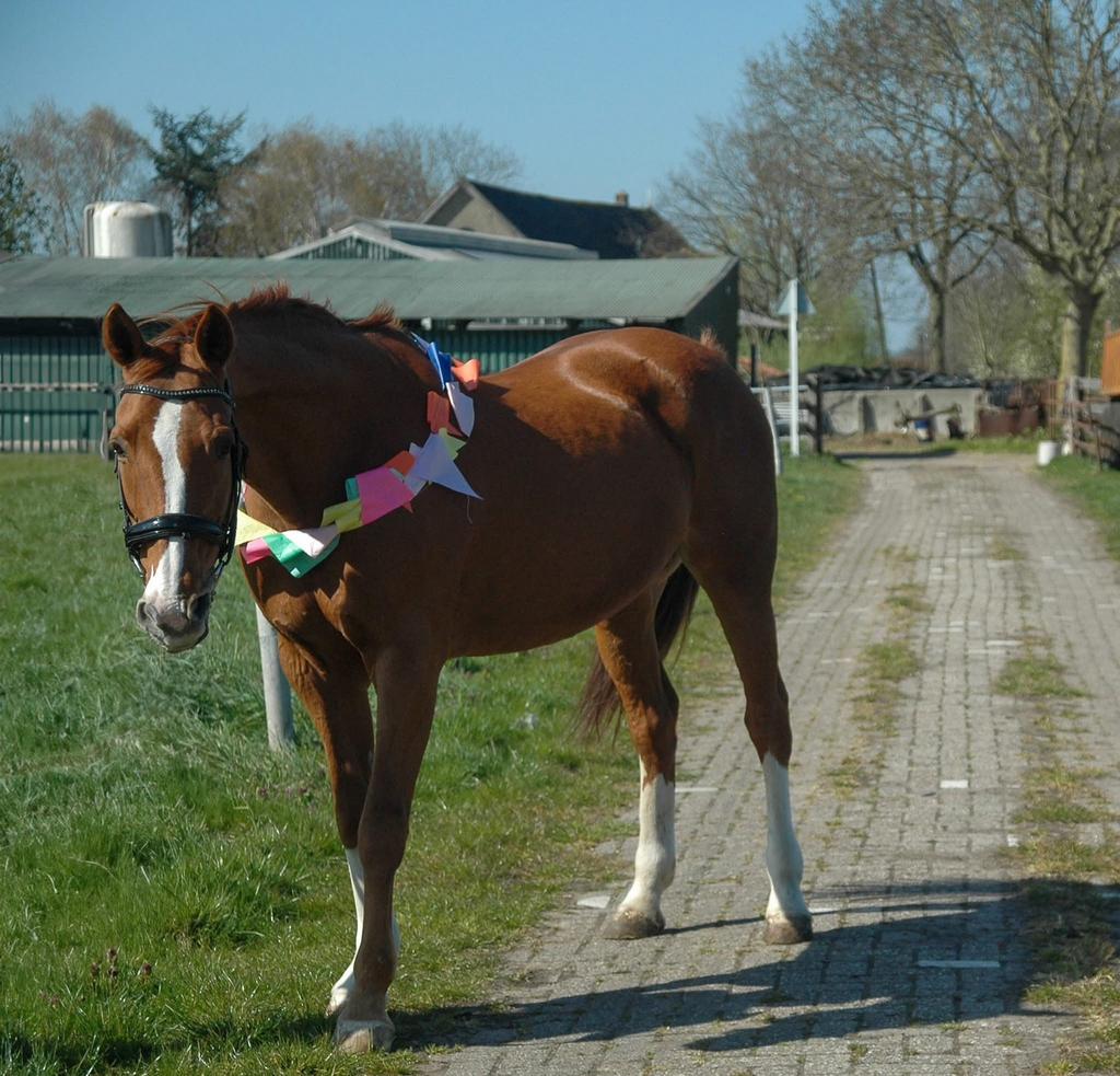 Verzorgster gezocht voor sem, Dieren en Toebehoren, Paarden en Pony's | Verzorgingsproducten, Ophalen of Verzenden