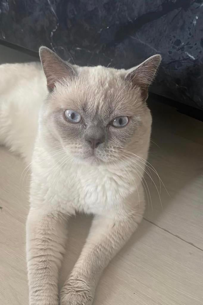 Britse korthaar/ Blue Point ( DEKKATER ), Kater, Ontwormd, 0 tot 2 jaar