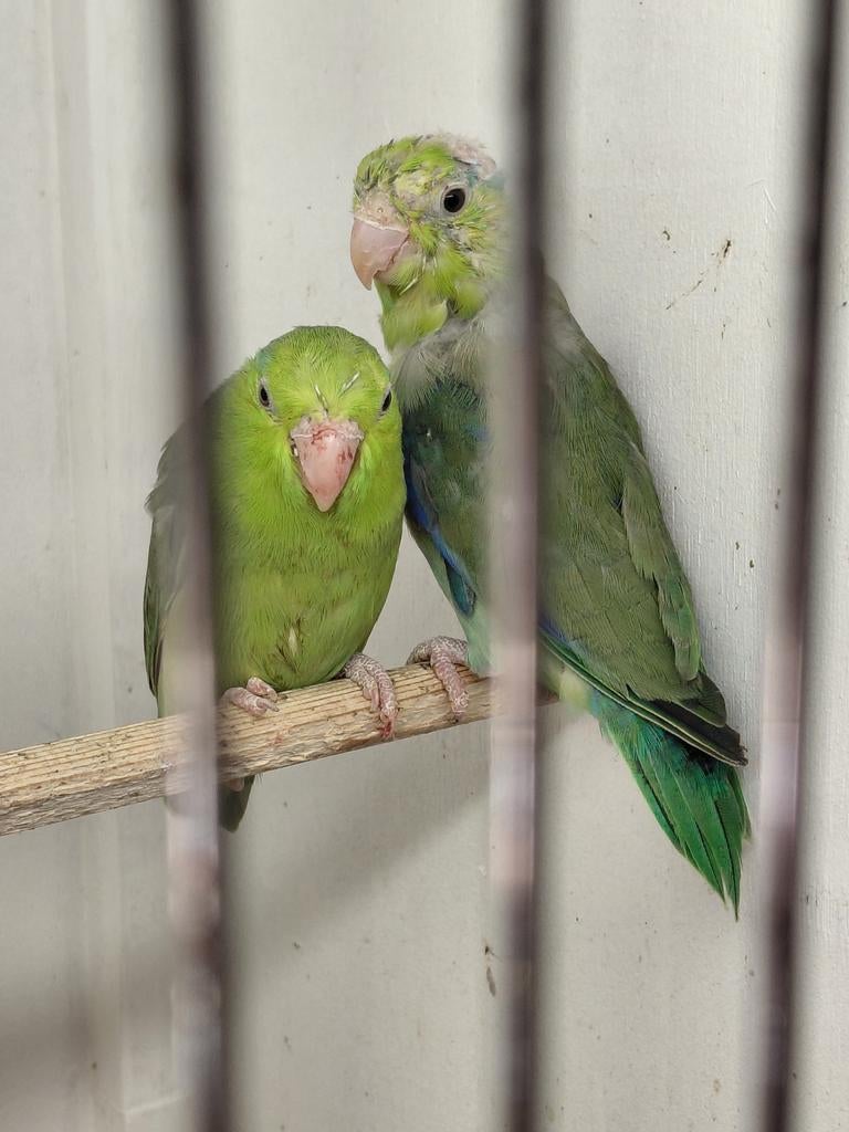 Koppel forpus, Dieren en Toebehoren, Meerdere dieren, Parkiet