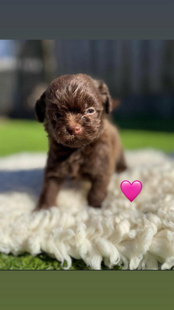 Lieve kleine pups Shih Tzu x Toypoedel ( Maltipoo Shihpoo ), Dieren en Toebehoren, Parvo, 8 tot 15 weken, Meerdere dieren, Eén hond