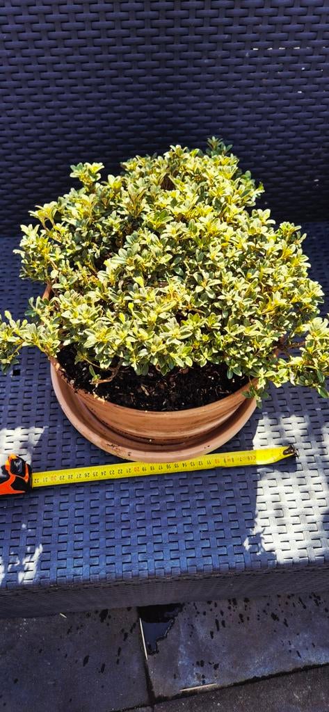 azalea in keramieken schaal bonsai, Ophalen of Verzenden, Overige soorten, Volle zon