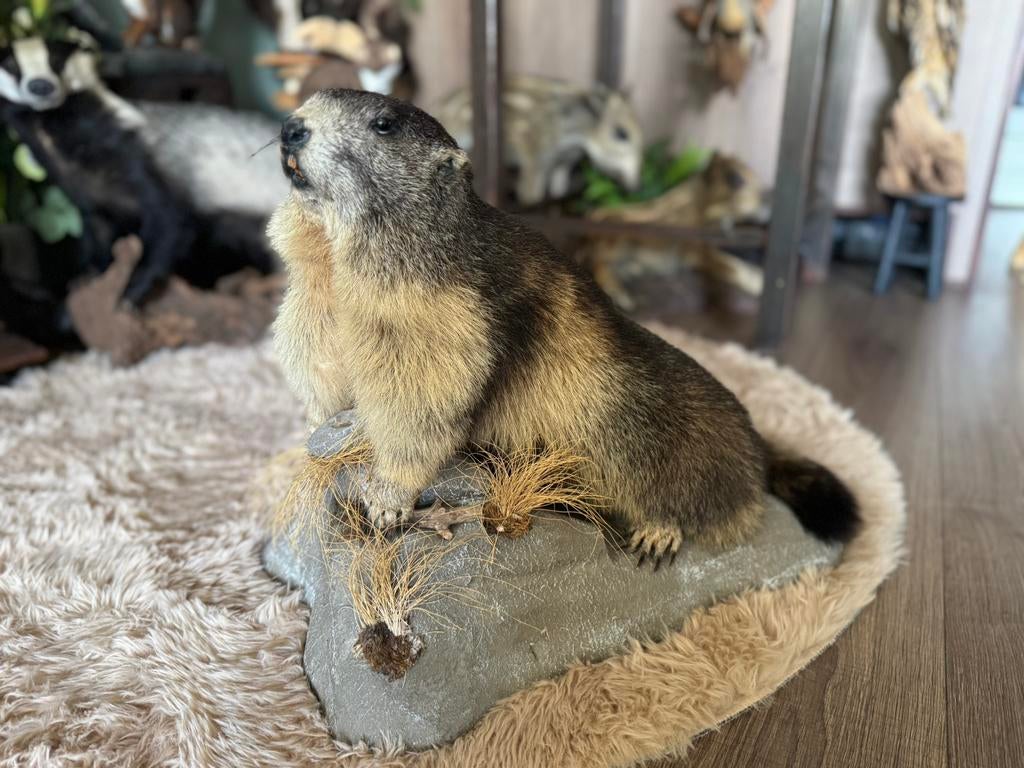 Ogezette Alpenmarmot taxidermie, Ophalen, Zo goed als nieuw, Wild dier, Opgezet dier