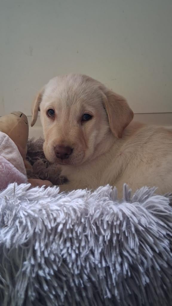 Mooi labrador blond teefje pup, Dieren en Toebehoren, Honden | Retrievers, Spaniëls en Waterhonden, HCC (leverziekte), 8 tot 15 weken