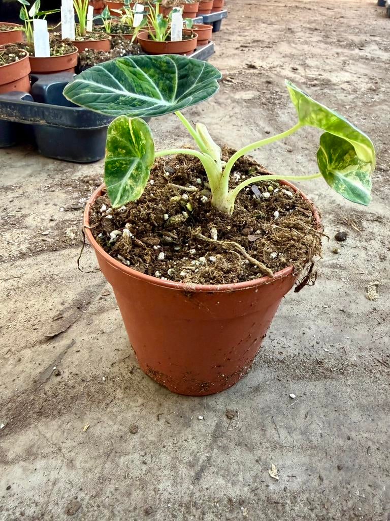 Alocasia Black Velvet Aurea, Huis en Inrichting, Kamerplanten, Ophalen of Verzenden