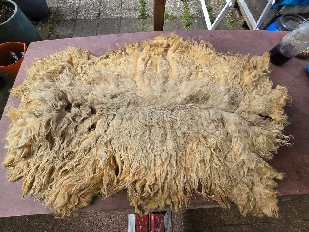 Schapenvacht om te vilten van het Schoonebeeker Heideschaap., Ophalen of Verzenden, Nieuw