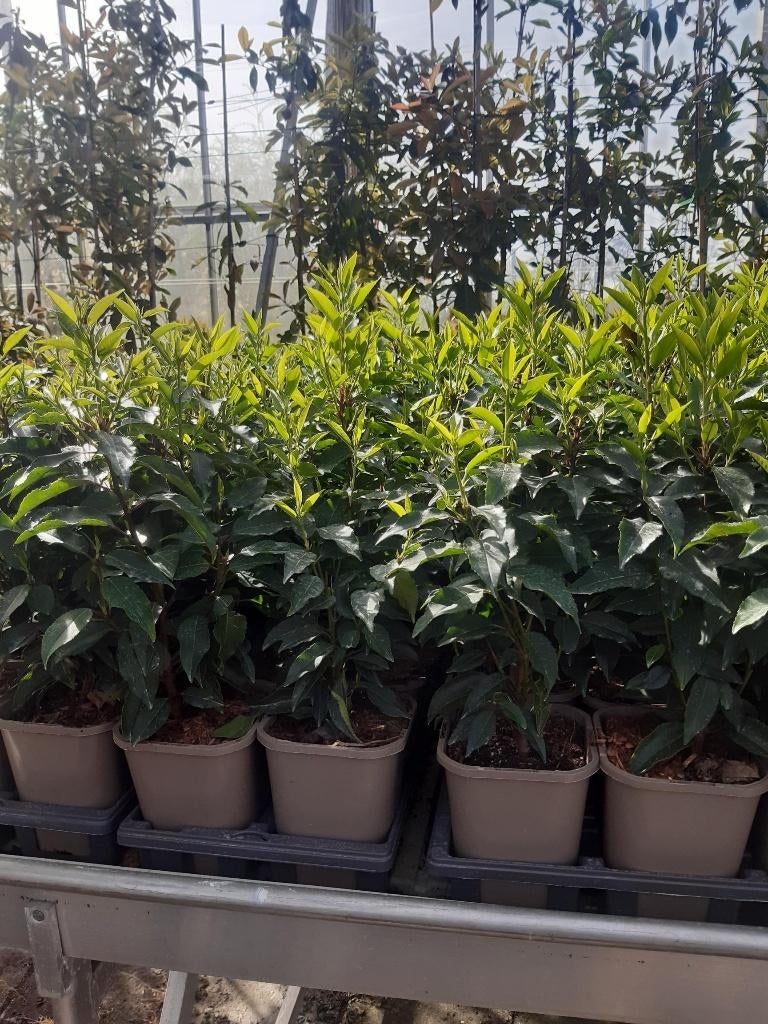 PORTUGESE LAURIER, Ophalen of Verzenden, Laurier, Haag, Minder dan 100 cm