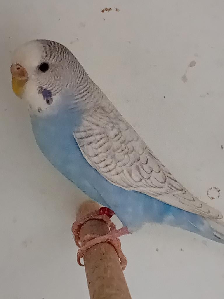 Spangle melanistic split blackface, Vrouwelijk, Parkiet