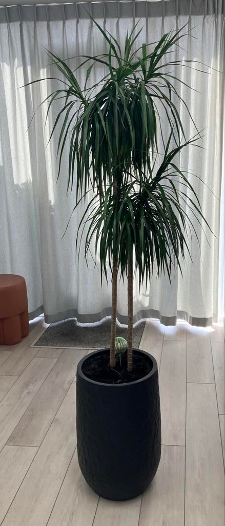 Grote Dracaena plant inclusief pot, Ophalen, Overige soorten, Halfschaduw, In pot
