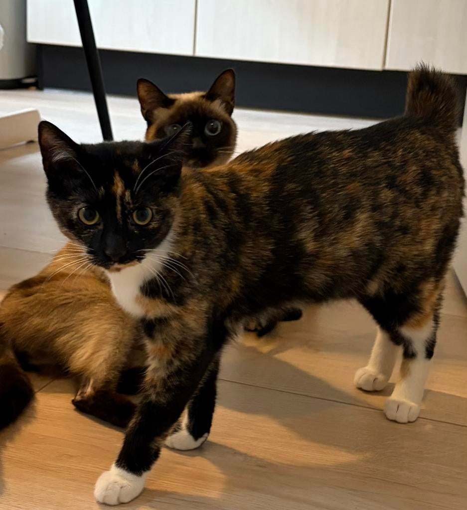 6 maanden kitten, Dieren en Toebehoren, Katten en Kittens | Raskatten | Korthaar, Poes