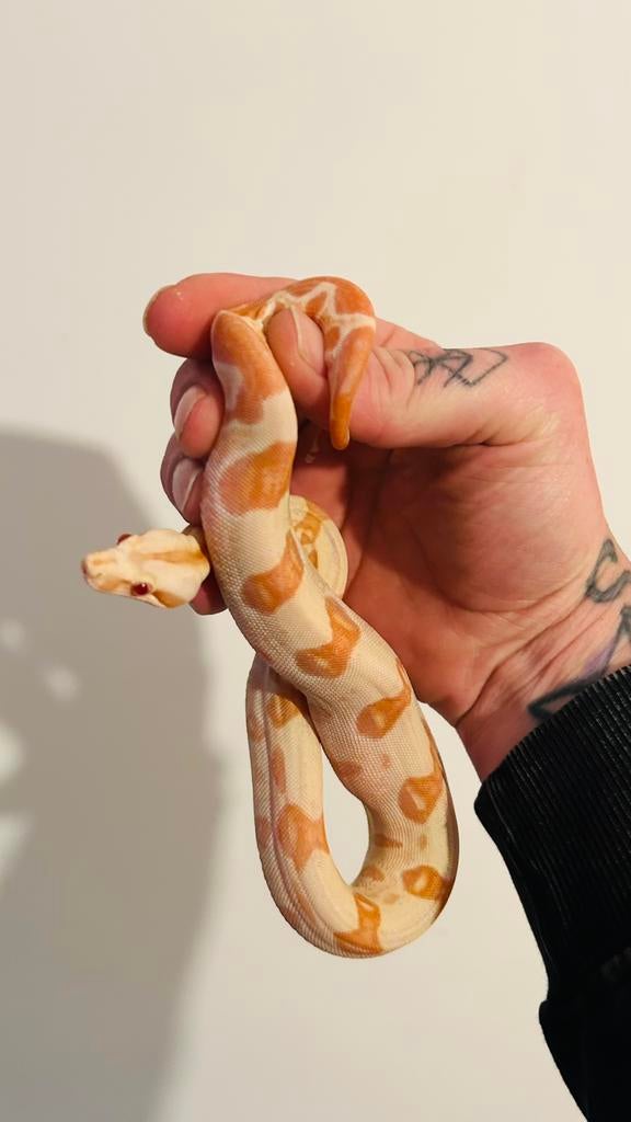 Boa constrictor albino kahl ( hypo ), Dieren en Toebehoren, Slang, 0 tot 2 jaar