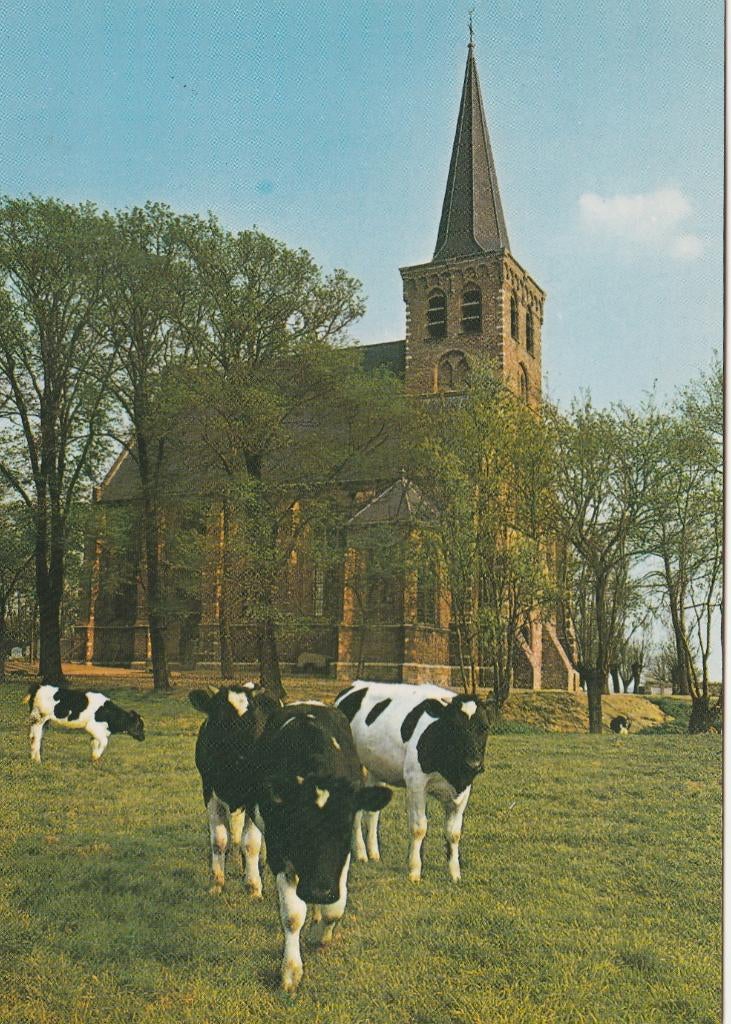 't WOUDT Ned. Herv. Kerk met Koeien, Verzamelen, Verzenden, 1980 tot heden, Ongelopen, Zuid-Holland