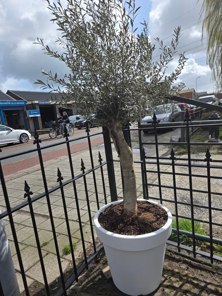 Olijfboom op stam, 100 tot 250 cm, Olijfboom, Zomer, Ophalen