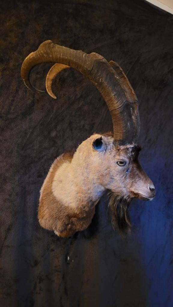 Opgezette bezoargeit, Ophalen, Zo goed als nieuw, Wild dier, Opgezet dier