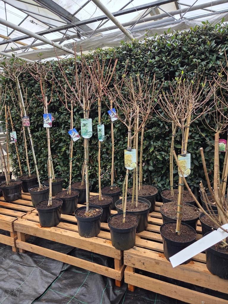 Hortensia op stam, Overige soorten, Volle zon, Vaste plant, Ophalen of Verzenden