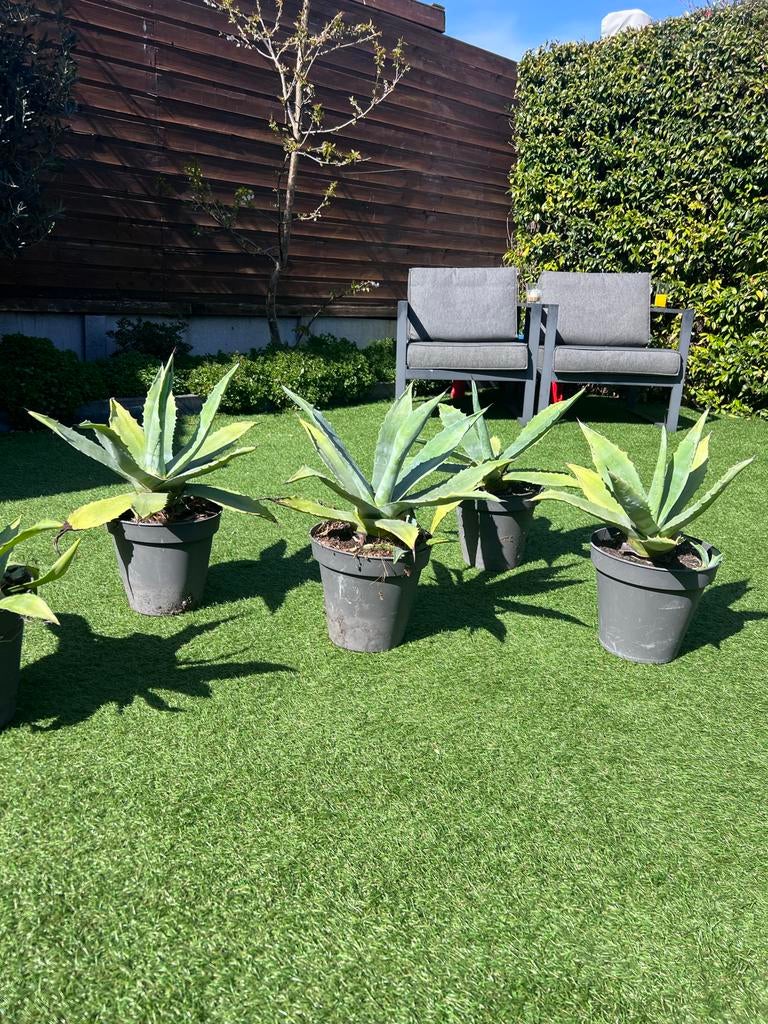 4 x Agave plant in pot, Volle zon, Vaste plant, Bloeit niet, Ophalen