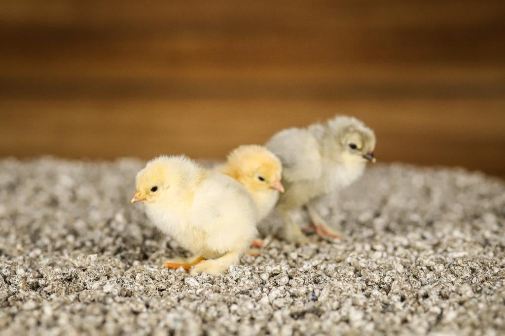 Brahma groot kippen kuikens | Gesekst en Ingeënt, Vrouwelijk, Kip
