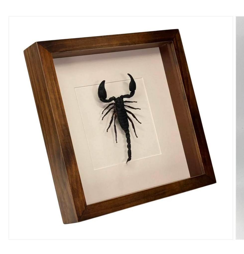 Schorpioen in lijst 25x25 cm, Verzamelen, Ophalen of Verzenden, Nieuw, Insect, Opgezet dier