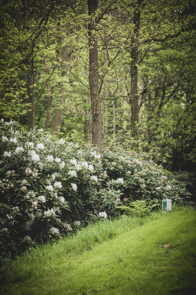 Rhododendrons uit het Bos, Ophalen, Rhododendron, Struik, 100 tot 250 cm