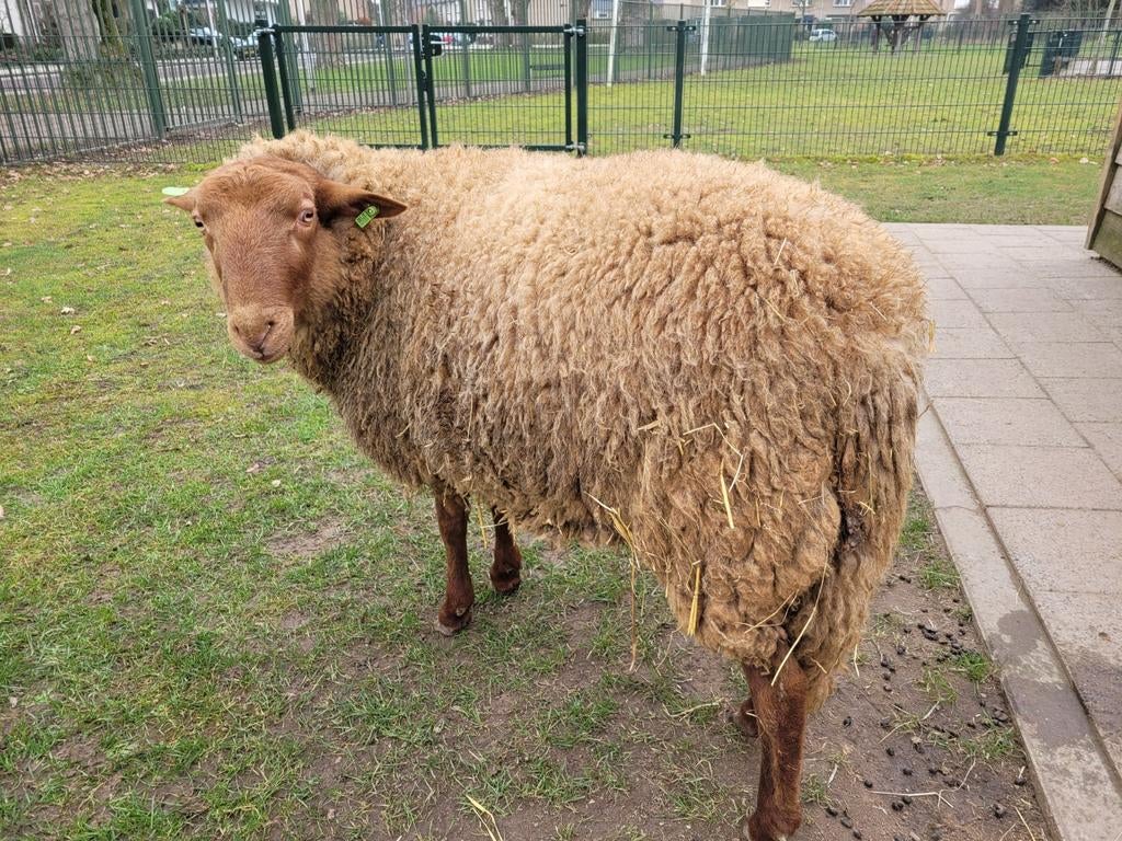 Coburger Fuchs dekram, Dieren en Toebehoren, Schapen, Geiten en Varkens, Mannelijk, Schaap
