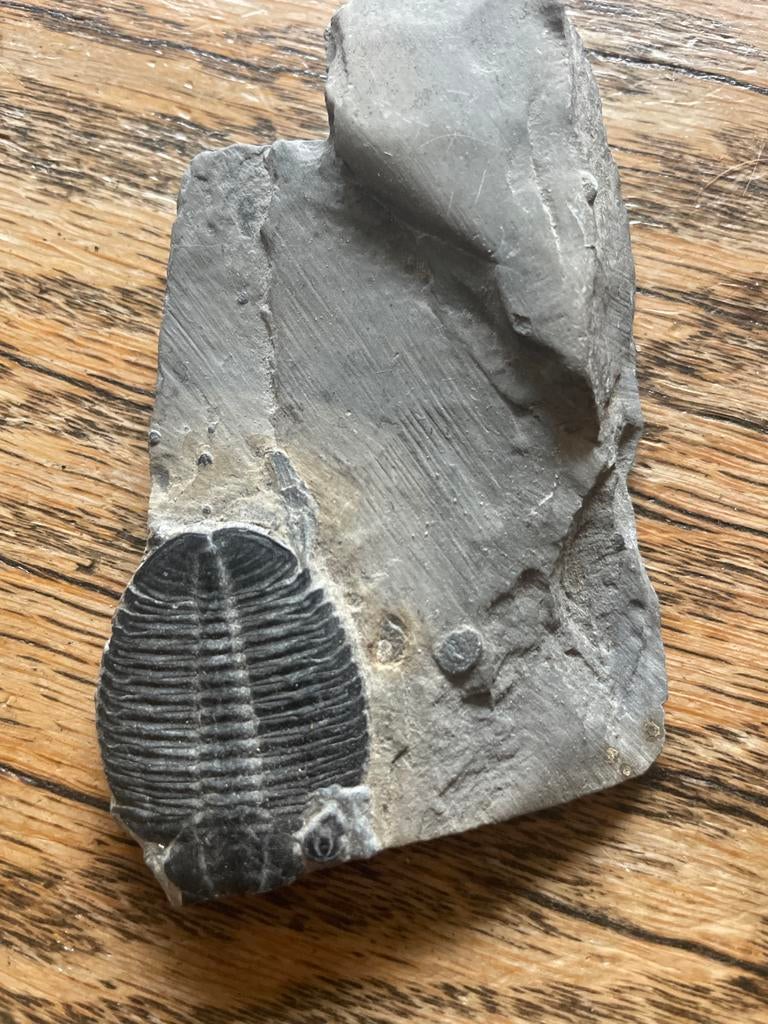 Trilobiet fossiel in steen, Ophalen, Fossiel