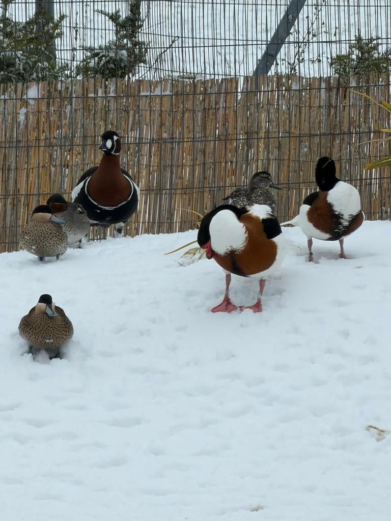 Overjarig vrouw roodhalsgans, Dieren en Toebehoren, Vrouwelijk, Eend