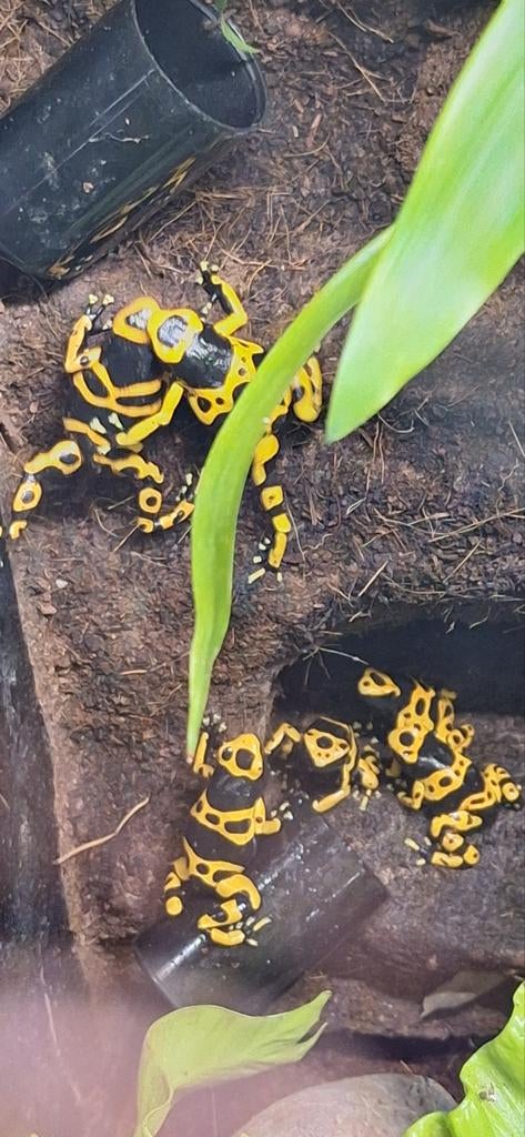 Gifkikkers Frog - unknown for sale from isopods