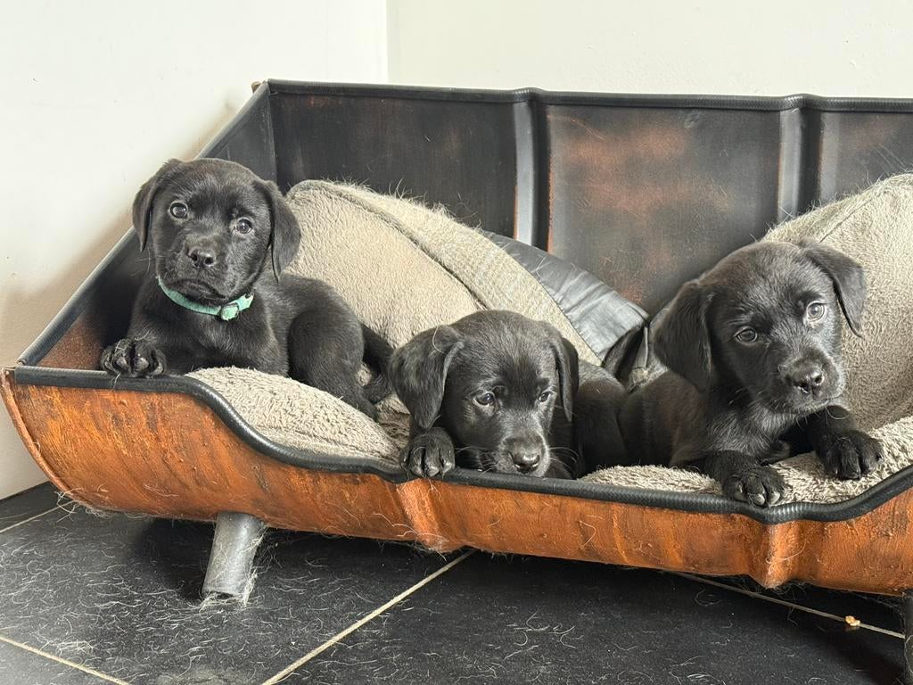 Te koop lieve, mooie Labrador  pups, Parvo, 8 tot 15 weken, Labrador retriever, Meerdere