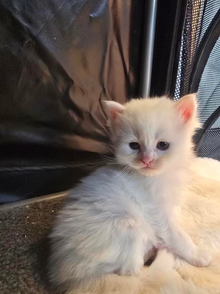 5 prachtige kittens, Poes, 0 tot 2 jaar