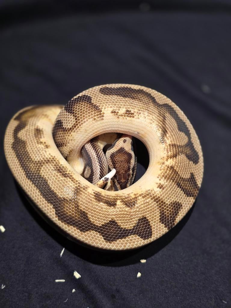 1.0 pastel pied het dg ball python, Dieren en Toebehoren, Reptielen en Amfibieën, Slang, 0 tot 2 jaar