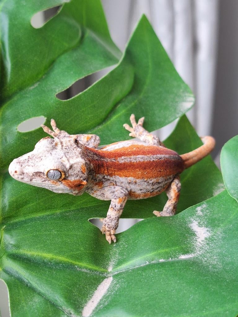 Velrode 6 redstripe gargoyle gekko, Dieren en Toebehoren, Reptielen en Amfibieën, Hagedis, 0 tot 2 jaar